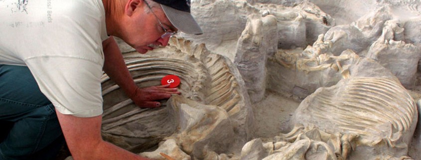 Ashfall Fossil Beds - Visit Norfolk, Nebraska