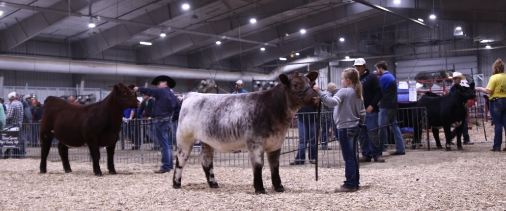 Girl showing cattle at the Chuck M. Pohlman Ag Complex