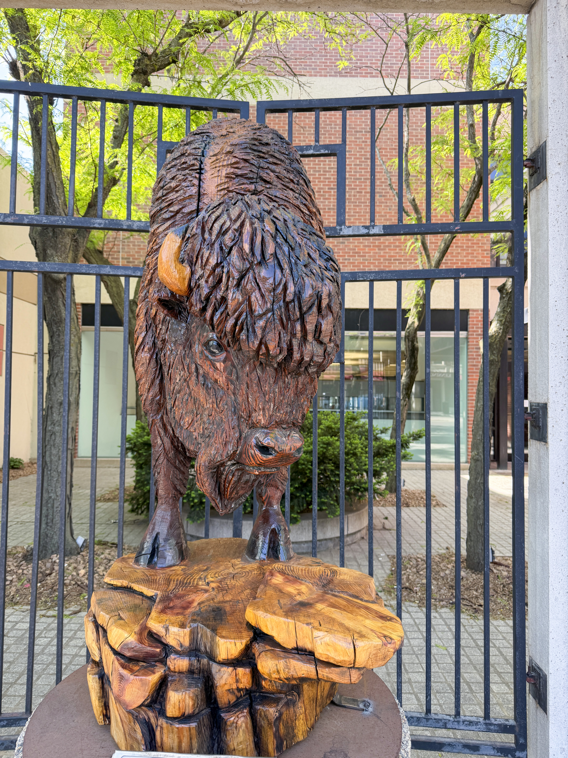 Bison Bust